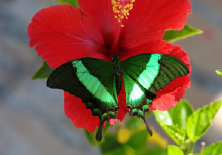 schmetterling009068.jpg