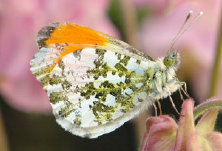 schmetterling009069.jpg