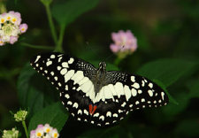 schmetterling009070.jpg
