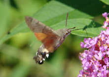 schmetterling009071.jpg