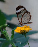 schmetterling009073.jpg