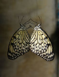 schmetterling009074.jpg