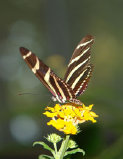 schmetterling009076.jpg
