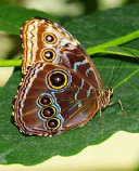 schmetterling009078.jpg