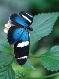 schmetterling009079.jpg