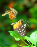 schmetterling009080.jpg