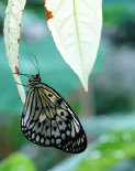 schmetterling009081.jpg