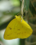 schmetterling009082.jpg