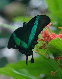 schmetterling009084.jpg