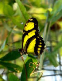 schmetterling009085.jpg