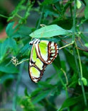 schmetterling009086.jpg