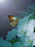 schmetterling009087.jpg