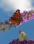 schmetterling009088.jpg