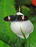 schmetterling009089.jpg