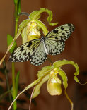 schmetterling009090.jpg