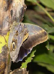 schmetterling009091.jpg