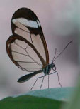 schmetterling009092.jpg
