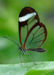 schmetterling009093.jpg
