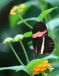 schmetterling009094.jpg