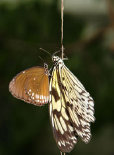 schmetterling009095.jpg