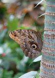 schmetterling009096.jpg