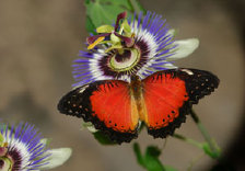 schmetterling0100100.jpg