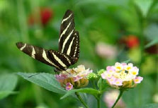 schmetterling0100101.jpg