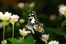 schmetterling0100102.jpg