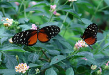schmetterling0100103.jpg