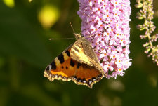 schmetterling0100104.jpg