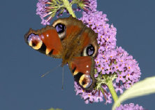 schmetterling0100105.jpg