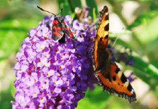 schmetterling0100106.jpg
