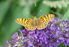 schmetterling0100107.jpg