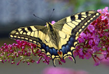 schmetterling0100108.jpg