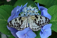 schmetterling0100109.jpg