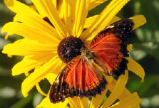 schmetterling0100110.jpg