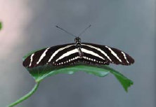 schmetterling0100111.jpg