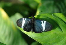 schmetterling0100112.jpg