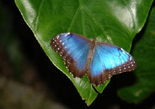 schmetterling0100113.jpg