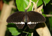 schmetterling0100114.jpg