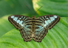 schmetterling0100115.jpg