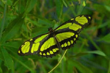 schmetterling0100116.jpg