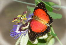 schmetterling0100118.jpg