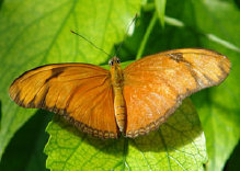 schmetterling0100119.jpg