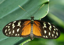 schmetterling0100120.jpg