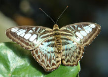 schmetterling0100121.jpg