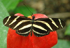 schmetterling0100122.jpg