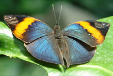 schmetterling0100123.jpg