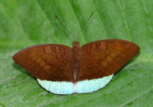 schmetterling0100125.jpg