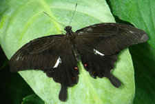schmetterling0100126.jpg